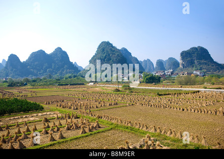 La Cina della provincia di Guangxi Guilin, Yangshuo campi di riso raccolto Foto Stock