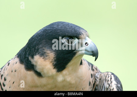 Falco pellegrino captive Foto Stock