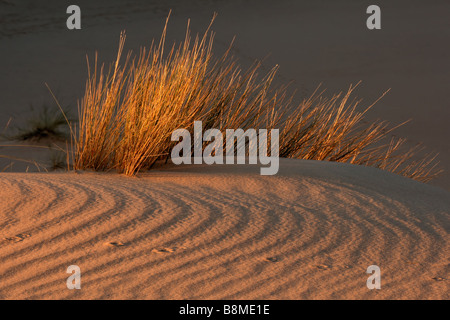 Erbe del deserto a trama sulla duna di sabbia nel tardo pomeriggio di luce, deserto Kalahari, Sud Africa Foto Stock