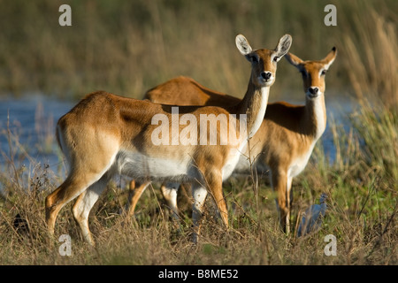 Due femmina red lechwe antilopi (Kobus leche), Chobe National Park, Botswana, Sud Africa Foto Stock