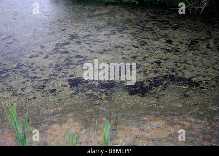 Tossico alghe blu-verdi fiorisce in un lago di Peterborough Cambridgeshire County Inghilterra Gran Bretagna REGNO UNITO Foto Stock