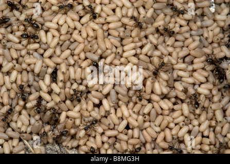 Nero Garden formiche Lasius niger REGNO UNITO Foto Stock