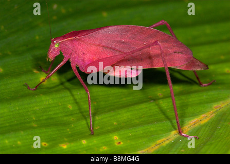 Di colore rosa con testa tonda Katydid Amblycorypha sp Costa Rica Foto Stock