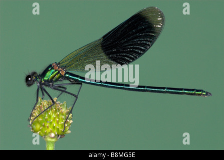 Nastrare Demoiselle Damselfly Calopteryx splendens REGNO UNITO Foto Stock