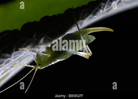 Oak Bush Cricket Meconema thalassinum REGNO UNITO Foto Stock