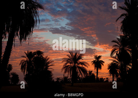 Date le palme sul deserto del Sahara. Silhouette vista in Banganarti villaggio nei pressi della vecchia Dongola e il fiume Nilo in Nubia nord Sudan Foto Stock