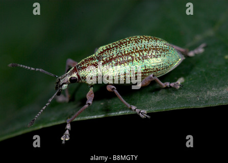 Curculione Curculionidae famiglia Costa Rica Foto Stock