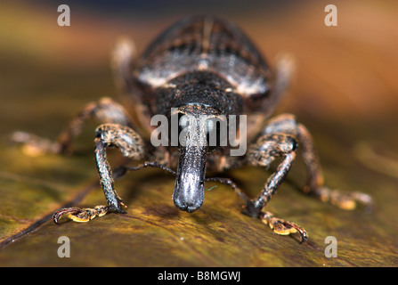 Curculione Curculionidae famiglia Costa Rica Foto Stock