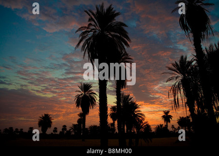 Date le palme sul deserto del Sahara. Silhouette vista in Banganarti villaggio nei pressi della vecchia Dongola e il fiume Nilo in Nubia nord Sudan Foto Stock