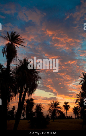 Date le palme sul deserto del Sahara. Silhouette vista in Banganarti villaggio nei pressi della vecchia Dongola e il fiume Nilo in Nubia nord Sudan Foto Stock