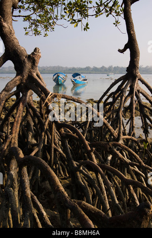 India Andamane e Nicobare Havelock island numero 2 villaggio barche da pesca attraverso le radici di mangrovia, Foto Stock