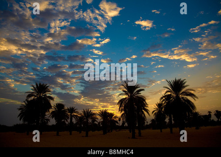 Alberi di palma plantation in Banganarti vicino al Old Dongola presso il fiume Nilo Nubia Sudan Foto Stock