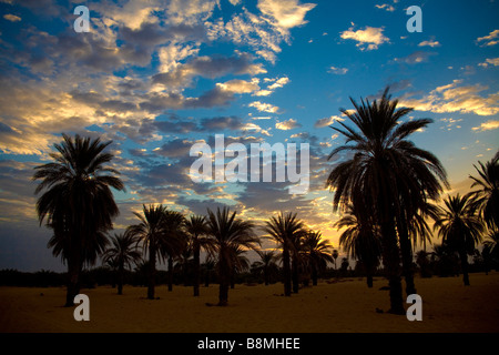 Alberi di palma plantation in Banganarti vicino al Old Dongola presso il fiume Nilo Nubia Sudan Foto Stock