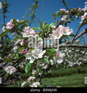 Apple Blossom om alberi in piena fioritura in un frutteto vicino a Evesham Foto Stock