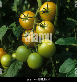 La maturazione da verde a rosso pomodoro di travatura reticolare di frutta in una serra commerciale nella fase corretta per il prelievo Foto Stock