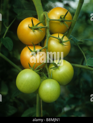 La maturazione da verde a rosso pomodoro di travatura reticolare di frutta in una serra commerciale nella fase corretta per il prelievo Foto Stock