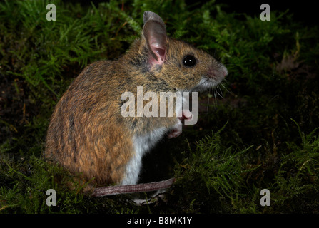 Wood Mouse Apodemus sylvaticus REGNO UNITO Foto Stock