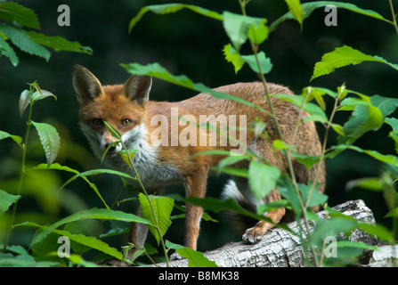 La Volpe rossa Vulpes vulpes REGNO UNITO Foto Stock