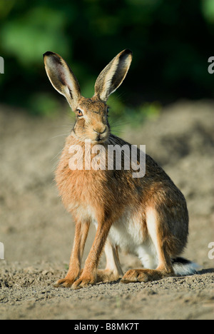 Brown lepre Lepus europaeus REGNO UNITO Foto Stock