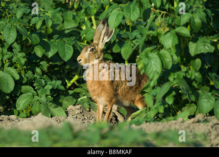 Brown lepre Lepus europaeus REGNO UNITO Foto Stock
