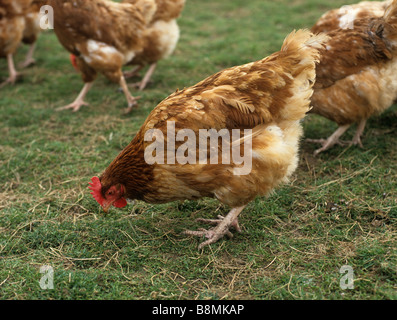 Commerciale gamma libera la posa di pollo su erba in uovo grande unità di produzione Foto Stock