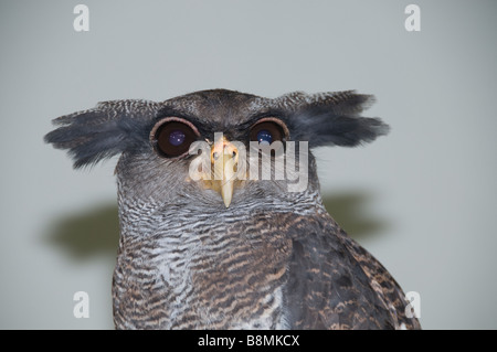 Owl Giardino del Lago nel cuore di Kuala Lumpur Butterfly Bird Park Foto Stock