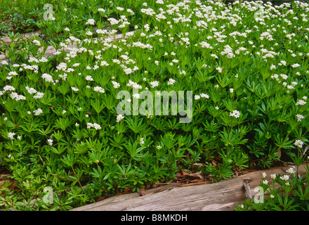Close up groundcover Sweet Woodruff (Galium odoratum) di erbe odorose fioriture primaverili. Foto Stock