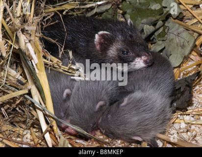 Polecat Mustela putorius REGNO UNITO Foto Stock