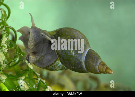 Grande stagno Snail Lymnaea stagnalis REGNO UNITO Foto Stock
