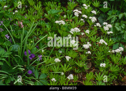 Close up groundcover Sweet Woodruff (Galium odoratum) di erbe odorose fioriture primaverili con dolci violette. Foto Stock