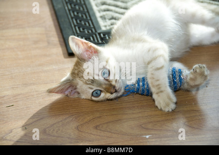 Un Bengala nevoso gattino gioca con un giocattolo sul pavimento Foto Stock