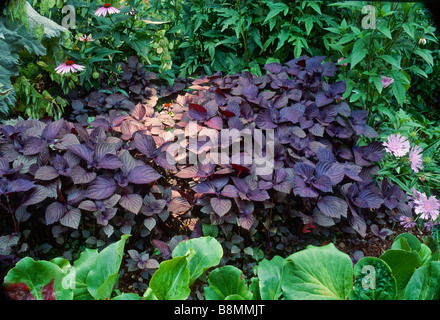 Perilla frutescens atropurpurea, bistecca di manzo o impianto shiso, in giardino con Stokesia laevis., Bergenia e purple coneflower. Foto Stock