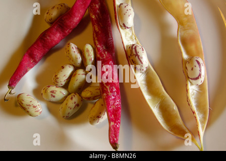 Italiano di fagioli borlotti Foto Stock