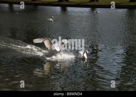 Swan atterraggio su acqua, Inghilterra, Foto Stock