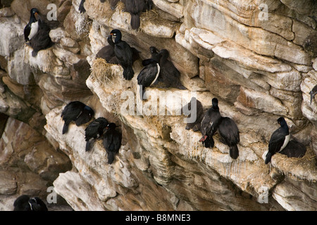 Una colonia di nidificazione di roccia Shags (Phalacrocorax magellanicus) sullato Isole Falkland. Foto Stock