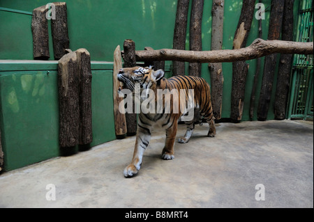 Tigre in giardino zoologico Foto Stock