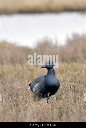 Brent Goose Branta bernicla sul salmastra del Lincolnshire. Francese: Bernache cravant tedesco: Ringelgans spagnolo: Barnacla carinegra Foto Stock