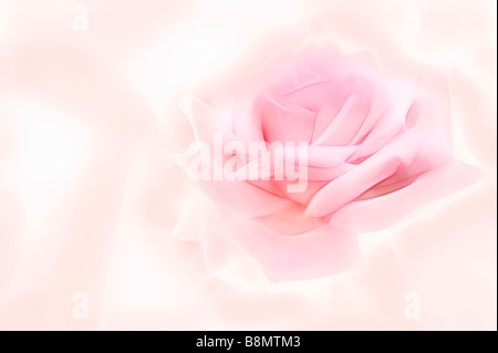 Perfetto rosa rosa fiore. Immagine pittorica Foto Stock