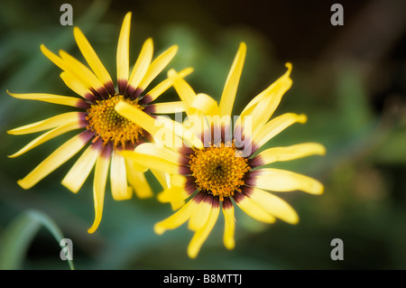 Due africani giallo fiori a margherita con petali interlacciato Foto Stock