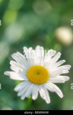 White Shasta Daisy Flower Foto Stock