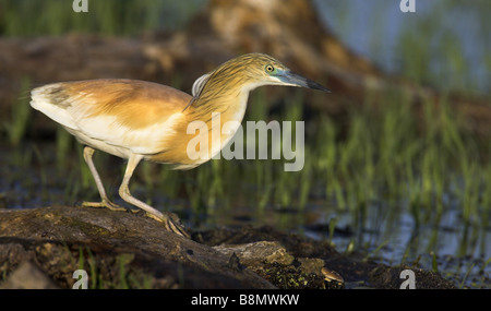 Sgarza ciuffetto (Ardeola ralloides), rovistando presso il lago di Kerkini, Grecia Foto Stock