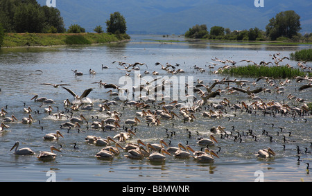 Orientale pellicano bianco (Pelecanus onocrotalus), sciame di pesca sul lago di Kerkini, Grecia Foto Stock