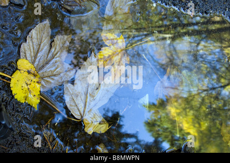 Foglie di autunno in una pozza, Germania, il Land Brandeburgo Foto Stock