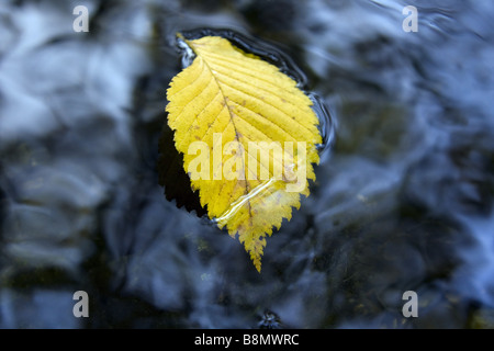 Unione di olmo, bianco europeo olmo (Ulmus laevis), olmo leaf nuota sulla superficie dell'acqua, la Germania, il Land Brandeburgo Foto Stock