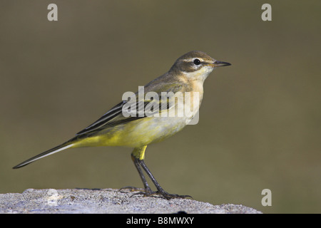 Wagtail giallo (Motacilla flava), sorge sulla pietra, Paesi Bassi, Frisia Foto Stock