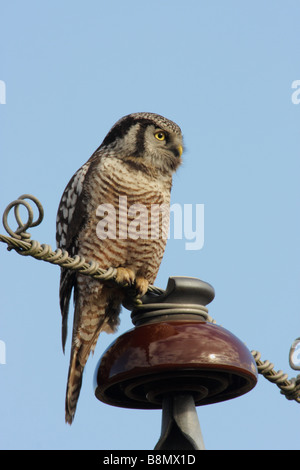 Northern hawk owl arroccato su idro filo di Nanaimo nella British Columbia Canada Foto Stock