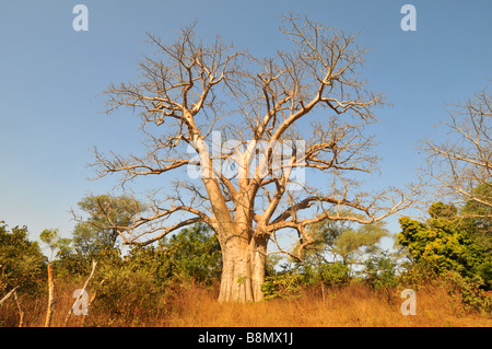 Baobab, boab boaboa "upside-down" ad albero Baobab, Gambia, Africa occidentale Foto Stock