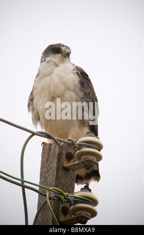 Falco variabile appollaiato su un palo. Foto Stock
