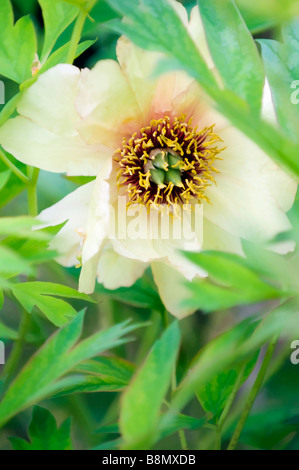 Luce gialla Tree Peonia fiore Foto Stock