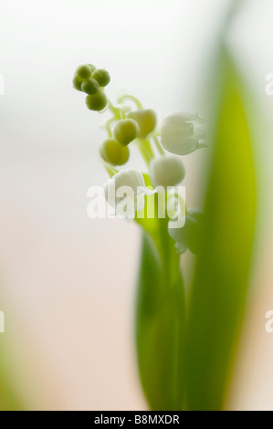 Emergendo il giglio della valle fiore Foto Stock